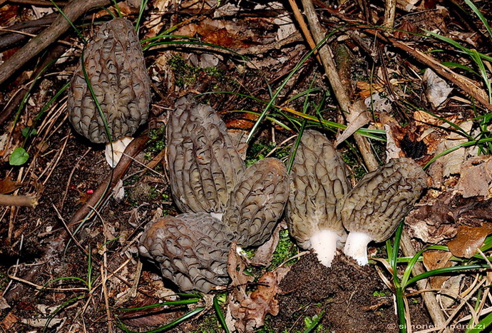 Le prime  morchelle del 2008